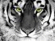   Silver Tiger