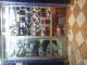   lion_lion9363