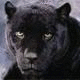   blacktiger1