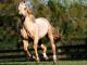   mouhamed ali