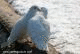   ss_aa_20200