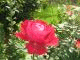   abu_saja