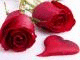   mohamed_alnwby