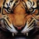   tiger soft