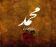   islam elmasry