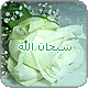   a7md-shawki